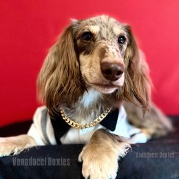 Azkari Vonaducci - Dachshund