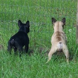 French Bulldogs from Justin's French Bulldogs