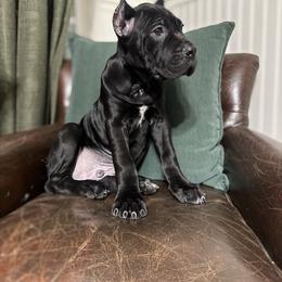 Blue - Black male Cane Corso puppy in Norwalk, California from Gaxx Corsos