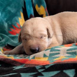 Diesel (Blue collar) - Yellow male Labrador Retriever puppy in Commerce, Oklahoma from Standing Water Kennels
