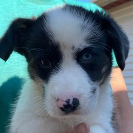 Girl 4 - female Great Dane puppy in Glenville, New York from Red Oak Farm and Kennel