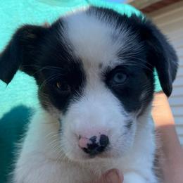 Girl 4 - female Great Dane puppy in Glenville, New York from Red Oak Farm and Kennel