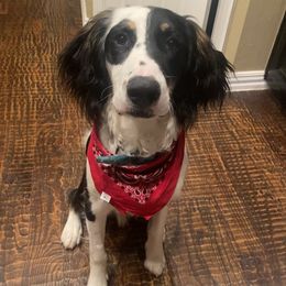 French Bulldog puppies from Mathew Household Frenchies