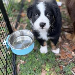 Miniature Australian Shepherd Puppies from Peace Creek Aussies
