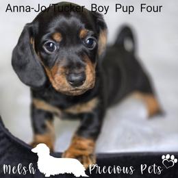 Boy 2 - Puppy 4 from Birth order - Black and tan male Dachshund puppy in Anamosa, Iowa from Melsh Precious Pets