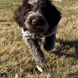 Rogue - Brown and gray female Wirehaired Pointing Griffon puppy in Grangeville, Idaho from Happy Hollow Griffons
