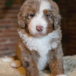 Australian Mountain Doodle Puppies from Brick House Farm Doodles