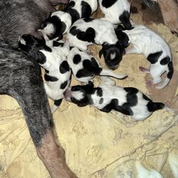 Girl 1 - Blue ticked and tan female Bluetick Coonhound puppy in Andalusia, Alabama from Wetapo Creek Kennel