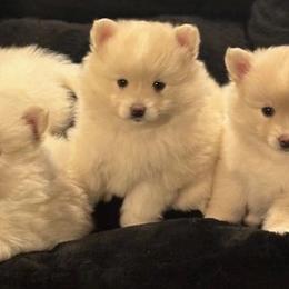 Pomskies from Geaux Pomsky
