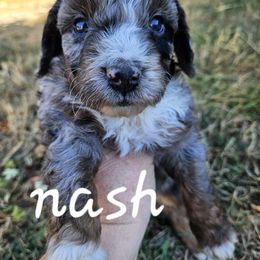 Nashville - Blue male Assorted Doodle Crosses puppy in Rainier, Oregon from Seven Petals Farm