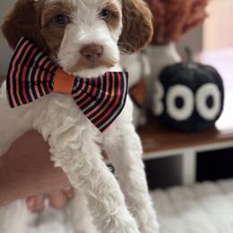 Rookie - Parti male Goldendoodle puppy in Escalon, California from Miley&Co.