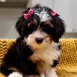 Sundae The Tri-Color Ultra Mini Bernedoodle - Tri-color female Bernedoodle puppy in Herriman, Utah from Rose Canyon Doodles