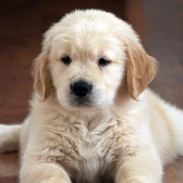 Golden Retrievers from Goldenway Goldens