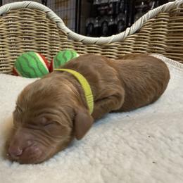 Girl 3 - female Goldendoodle puppy in Clermont, Florida from Da Ruba Doodles