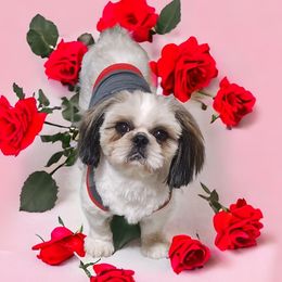 Gertie - Shih Tzu