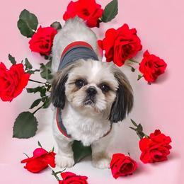 Gertie - Shih Tzu