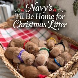 Merry - Dark golden female Golden Retriever puppy in San Bernardino, California from Thegoldendreams1