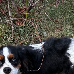 Patty - Cavalier King Charles Spaniel
