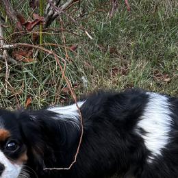 Patty - Cavalier King Charles Spaniel