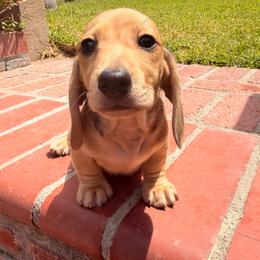 Peanut - Cream male Dachshund puppy in California from Wooofyland LLC