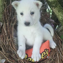 Girl 1 nova - Black and white female Siberian Husky puppy in Springfield, Massachusetts from 16acreshuskies