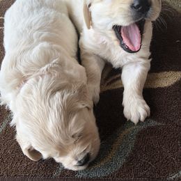 Golden Retriever, Poodle, and Shih Tzu Puppies from Shih Tzu Castle & Platinum Paws