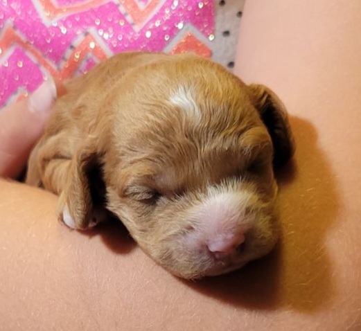 Cockapoo Puppies from Cano Cockapoos