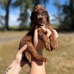 Stetson - Sable male Poodle puppy in Ault, Colorado from The Peaks Premium Poodles
