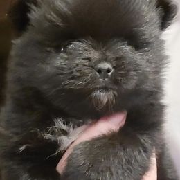 Pomeranians from Pogo's Pomeranians