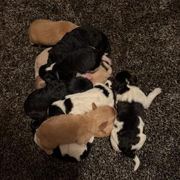 Haven - Parti female Labradoodle puppy in Churchill County Fallon, Nevada from Card Family Ranch