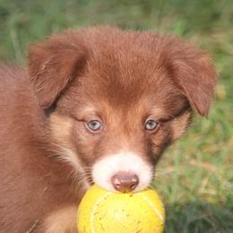Border Collie, English Setter, and Miniature American Shepherd Puppies from First Harmony Farms