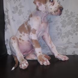 Great Dane Puppies from Monarch Danes