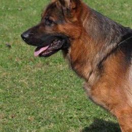 German Shepherds from DeLeeuw German Shepherd Dogs