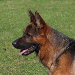 German Shepherds from DeLeeuw German Shepherd Dogs