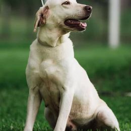 Labrador Retrievers from Cross G Farms
