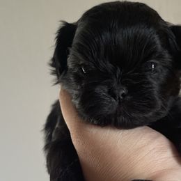 Darth vader - Black Shih Tzu puppy in California from Eunice's Shih Tzu
