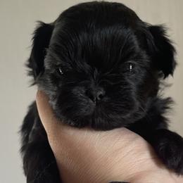 Darth vader - Black Shih Tzu puppy in California from Eunice's Shih Tzu