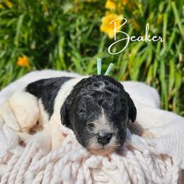 Beacker - female Newfypoo puppy in Hardin, Kentucky from Bluegrass Newfypoos