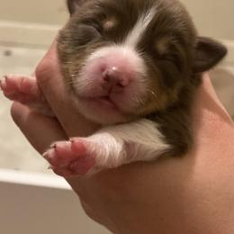 Australian Shepherd Puppies from Echolight Australian Shepherds