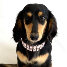 Minnie - Dachshund
