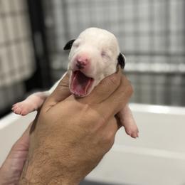 Girl 4 - White and black female Whippet puppy in Winter Garden, Florida from Infinity Whippets