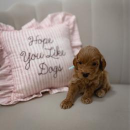 Fitzroy - Red  male Goldendoodle puppy in Fleming Island, Florida from Island Doodles
