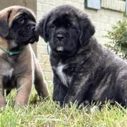 Mastiff Puppies from Beaver Creek Mastiffs