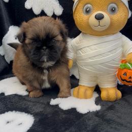 Itzel - Red female Shih Tzu puppy in Kingsville, Texas from Altas Palmas Shih Tzu