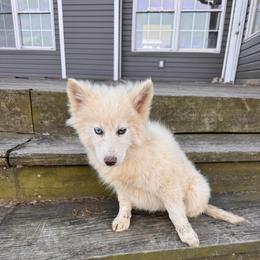 Davidson - White male Pomsky puppy in Bucyrus, Missouri from Hill Top Pomskies