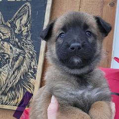 Girl 5 - female Belgian Tervuren puppy in Farmington, Maine from Pine State Shepherds