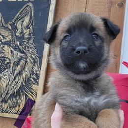 Girl 5 - female Belgian Tervuren puppy in Farmington, Maine from Pine State Shepherds
