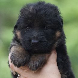 Blk and red male - Black and red male German Shepherd puppy in Twin Lake, Michigan from VanBlargan German Shepherds