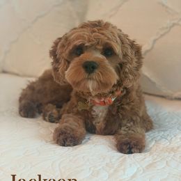 Jackson - Cavapoo