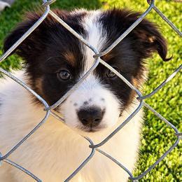 Atlas - male Sporty Mix puppy in Algona, Iowa from Ebonheart Kennel